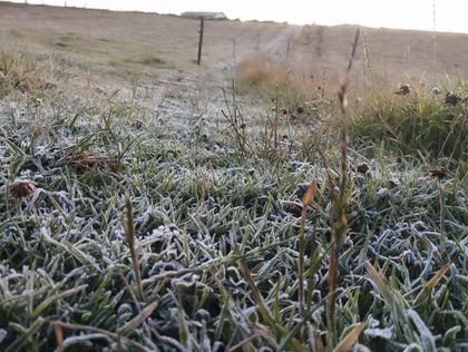 Imagen de  Fenómeno de El Niño ha causado pérdidas millonarias a la ganadería, reporta Fedegán