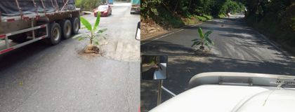 Imagen de  Usuarios de la autopista Medellín-Bogotá sembraron plantas en señal de protesta por mal estado de la vía