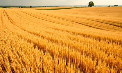 Colombia importa más granos en 2025 y profundiza su dependencia alimentaria