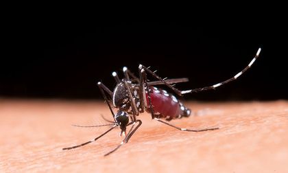 Los caleños se unen en la lucha contra el Dengue