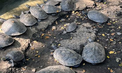 49 tortugas fueron regresadas a su hábitat