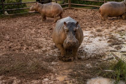 Imagen de  Sentencia ordena a MinAmbiente tomar decisiones sobre la caza de hipopótamos