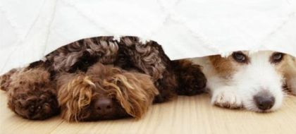 Imagen de Estas recomendaciones pueden ayudar a calmar a su mascota frente a la pólvora