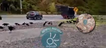 Imagen de Autopista Medellín-Bogotá sigue infestada de animales muertos, entre San Luis y Cocorná