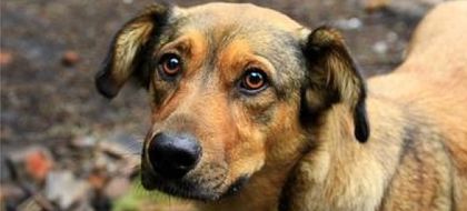 Imagen de  Aprobada en primer debate ley que busca endurecer sanciones por maltrato animal