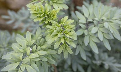 Plantas que, según dicen, ahuyentan espíritus