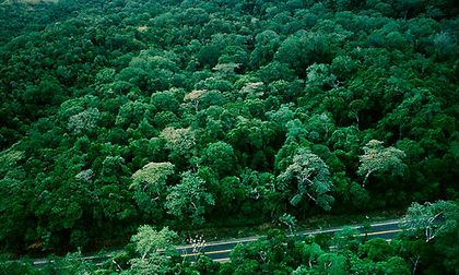 A combatir deforestación con tecnología de punta