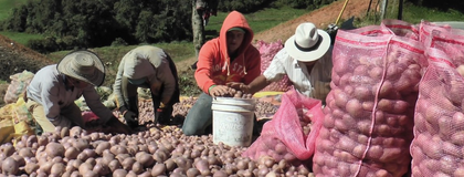 Imagen de En ocho meses no habrá suficiente producción: la alerta de los paperos del Oriente