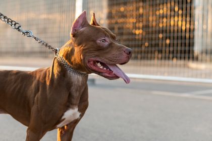 Imagen de  Un hombre muere tras ataque de un pitbull en India