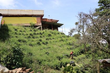 Imagen de Más de 5 000 productores en Antioquia se benefician con la Turbina de Crédito Agropecuario