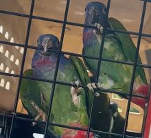 Loras regresaron a su hábitat