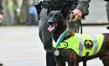 Imagen de  ¿Jubilación definitiva para los perros de seguridad en Colombia?