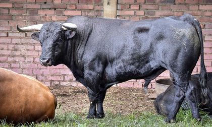 Paispamba y una terna de lujo para abrir la feria taurina de la libertad