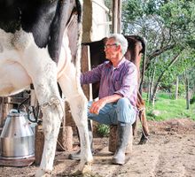 Ministerio de Agricultura iniciará subastas de leche y derivados lácteos