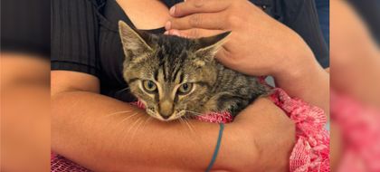 Imagen de  Más de 750 perros y gatos han sido esterilizados durante este año en Guarne