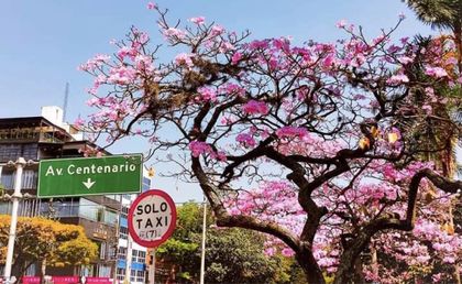 Imagen de En imágenes: así florecen por estos días los guayacanes en Medellín