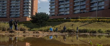 Imagen de Cornare rescató peces en peligro de muerte del humedal Lotus de Rionegro