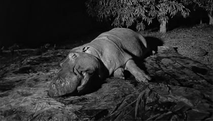 Imagen de “Era un macho adulto esterilizado”: Cornare entregó detalles del accidente con un hipopótamo en Doradal