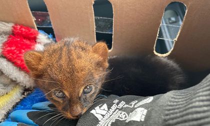 Rescatan a gato salvaje en centro del Valle