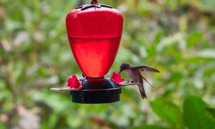 Ante calor, promueven bebederos para aves en casas