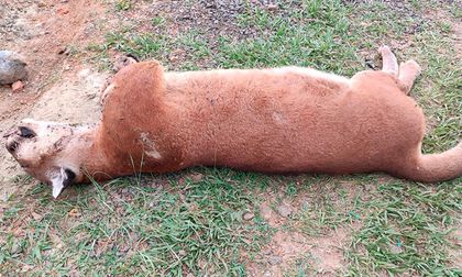 ¿Qué le pasó al puma encontrado muerto en Yotoco?