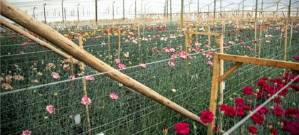 Imagen de  Floricultores del Oriente antioqueño piden apoyo al Gobierno nacional ante crisis por revaluación del peso