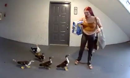 Viral: mujer fue a hacer compras y volvió a su casa con patos siguiéndola