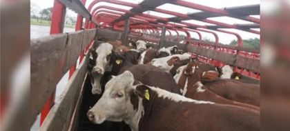 Imagen de Bloqueos por protestas de transportadores causan la muerte de animales por deshidratación