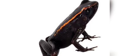 Imagen de  Descubren dos nuevas especies de ranas venenosas en Colombia, una de ellas nombrada en honor a Jeff Bezos