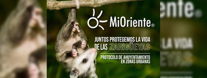 Imagen de  ¿Qué hacer ante la presencia de zarigüeyas en zonas urbanas?