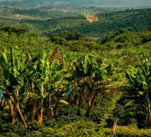 El agro exportador mantiene el impulso y abre nuevas oportunidades para el Valle del Cauca