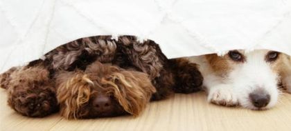 Imagen de  ¿Su mascota tiene miedo a la pólvora? Este método puedo ayudar a calmarlo