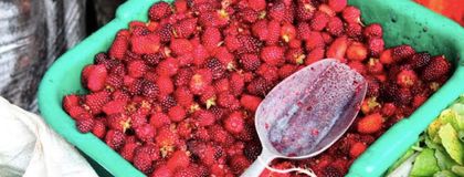 Imagen de  En La Ceja entregan insumos y herramientas a 56 familias productoras de mora