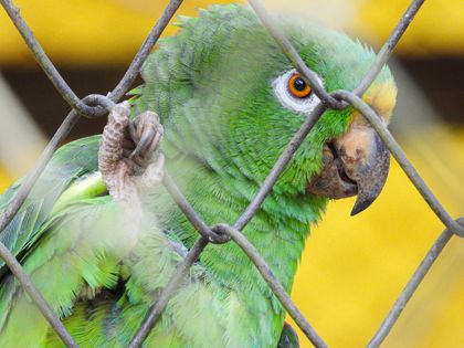 Imagen de  Área Metropolitana alerta por aumento de atención de casos de tráfico ilegal de vida silvestre en estas vacaciones