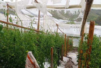 Imagen de  Viviendas afectadas y pérdida de cultivos: balance de la granizada en Guarne