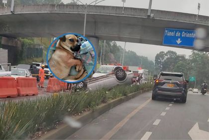 Imagen de Tras accidente de tránsito en la avenida Las Palmas una perrita desapareció