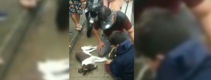 Imagen de  Vehículo del Estado habría atropellado a un perro en San Rafael: autoridades investigan