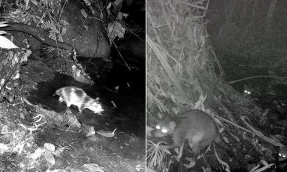 Monitorean biodiversidad en norte del Valle