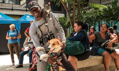 Cinco enfermedades comunes que afectan a las mascotas en Cali