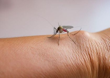 Imagen de Fiebre amarilla: ¿Cómo saber si estoy vacunado? ¿Qué pasa si me vacuno dos veces? Les contamos