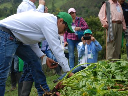Imagen de  Desde Rionegro, Agrosavia lidera actividades del Plan Nacional de Semilla para frijol