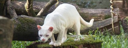 Imagen de ¡Salieron los estudios! Ya se sabe qué especie es el felino albino hallado en Antioquia