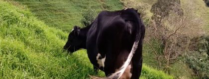 Imagen de  La primera Umata 4.0 en Abejorral ya está funcionando, costó $610 millones