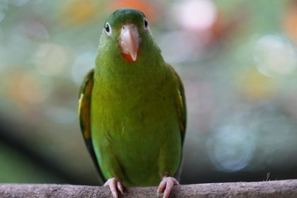 Imagen de  El 76 % de los animales silvestres atendidos por Corantioquia en 2025 pudieron ser devueltos a la naturaleza