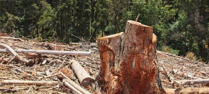 Imagen de  Deforestación en Colombia se redujo 36 % en 2023, según MinAmbiente