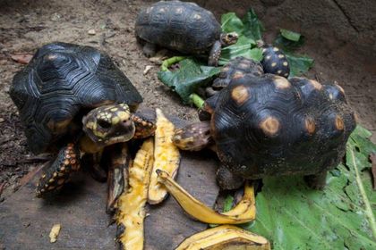 Tortugas, serpientes, zarigüeyas: 34 animales silvestres fueron liberados