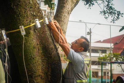 Imagen de  Autoridades talarán 40 árboles e intervendrán más de 600 por los desplomes en Medellín