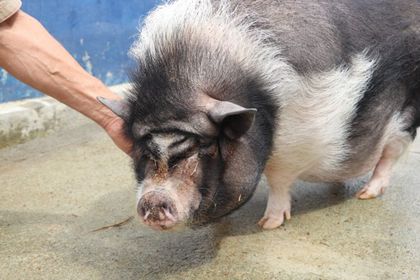 Imagen de Cinco cerditos buscan hogar en Medellín: Cábala lleva dos años esperando familia