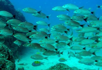 Imagen de  El calentamiento oceánico provoca un descenso de la cantidad de peces del 20 % anual