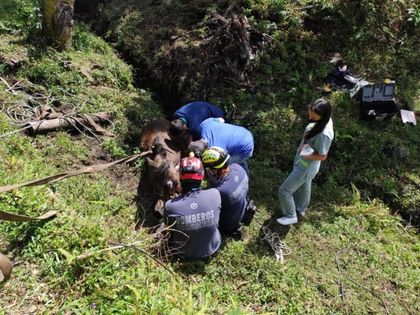 ¡Sano y salvo! Bomberos de El Retiro rescatan a caballo que quedó atrapado en una zanja